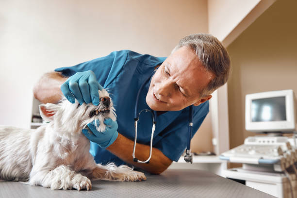 Best 24-Hour Emergency Dentist in Hacienda Heights, CA